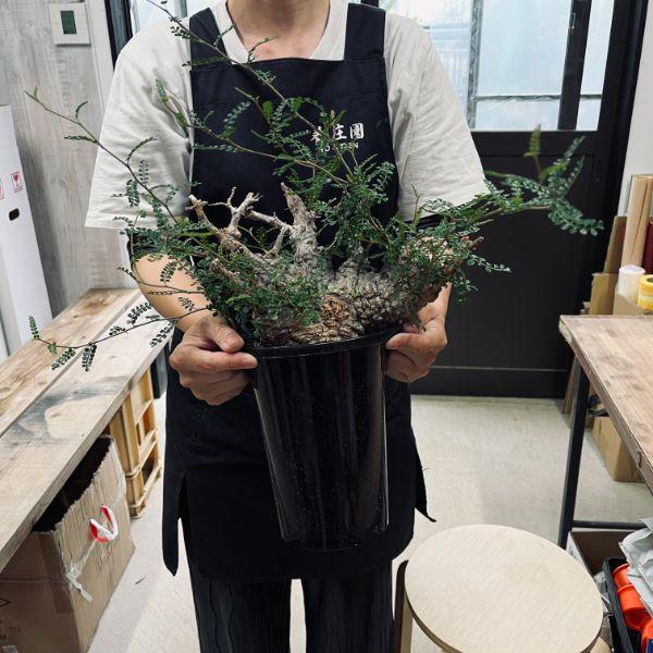 コーデックス：オペルクリカリア パキプス 発根済*葉幅36cm 現品