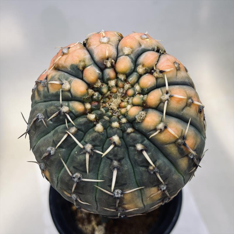 サボテン：ギムノカリキウム 怪竜丸錦 ツギ*幅9cm 現品！一品