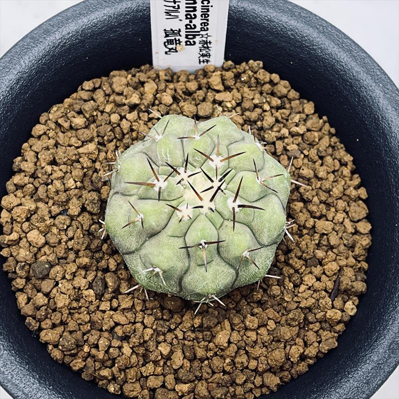 サボテン：コピアポア コルムナアルバ 孤竜丸（こりゅうまる）*M