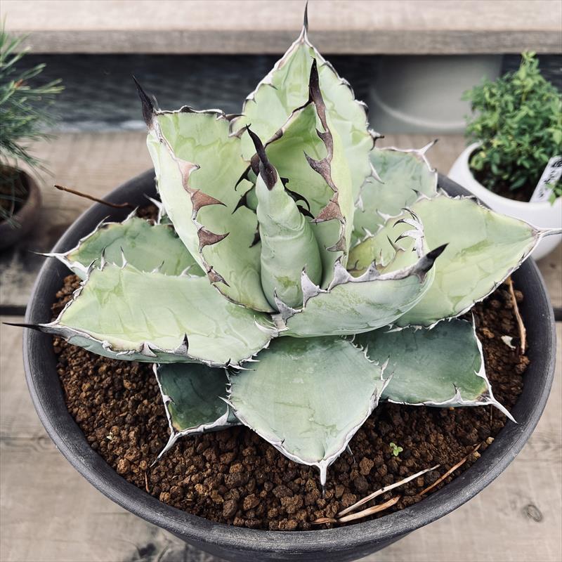 ［現品］T10 アガベ　チタノタ　ブラックアンドブルー　レア　多肉植物 多肉植物：アガベ チタノータ ブラックアンドブルー 実生*幅23cm