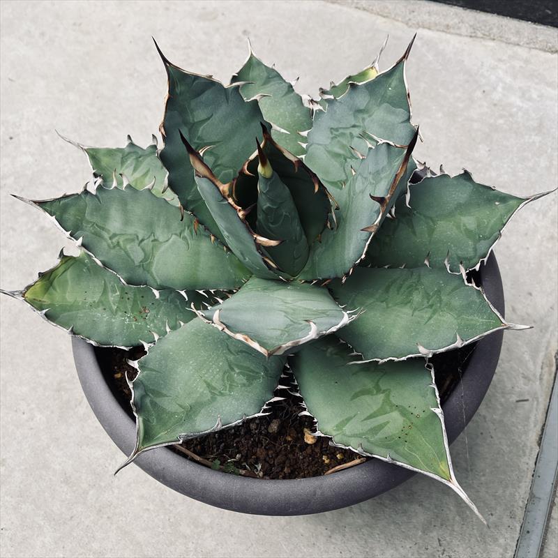 多肉植物：アガベ チタノタ*幅41cm 現品！一品限り : 遊恵盆栽 Yahoo