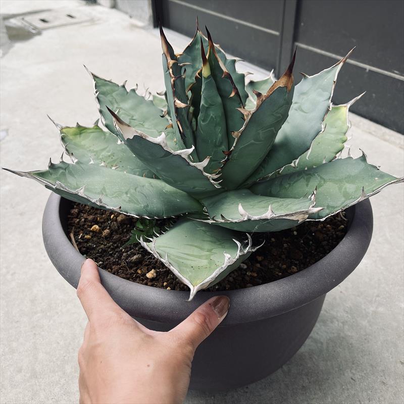 多肉植物：アガベ チタノタ*幅41cm 現品！一品限り : 遊恵盆栽 Yahoo