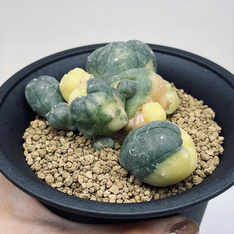 ロホホラ　斑入り　カキコ ロホホラ 斑入り カキコ 【公式通販】