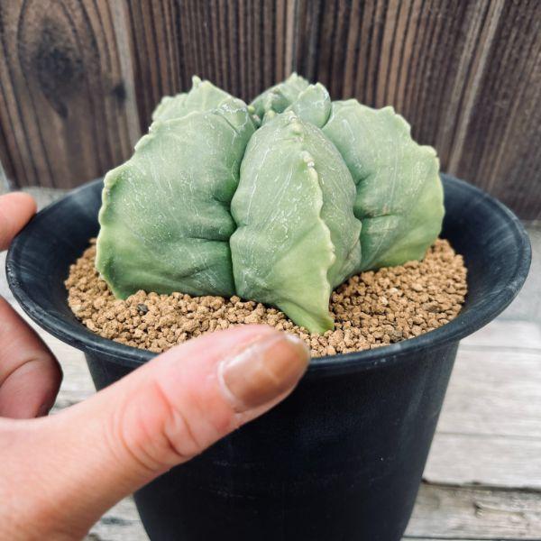 サボテン：碧瑠璃複隆鸞鳳玉（へきるりふくりゅうらんぽうぎょく）実生