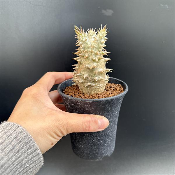 コーデックス：パキポディウム 恵比寿大黒 実生*L 塊根幅4.5cm