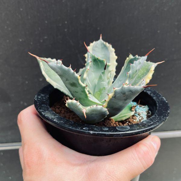 多肉植物：アガベ 雷帝錦 アトミックゴールド*幅11cm 現品！一品限り