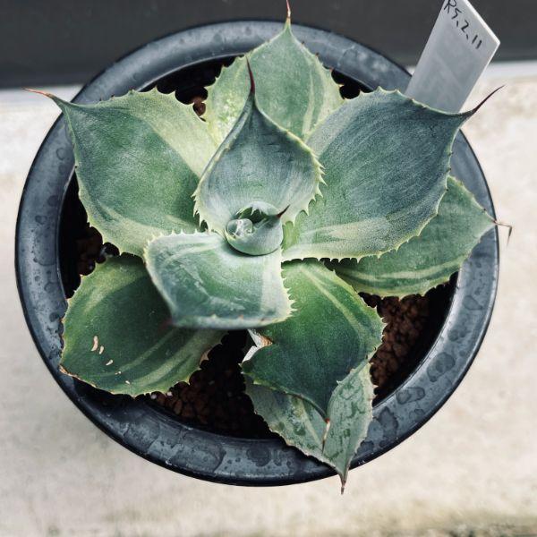 霜花錦 覆輪 12cm 多肉植物 エケベリア