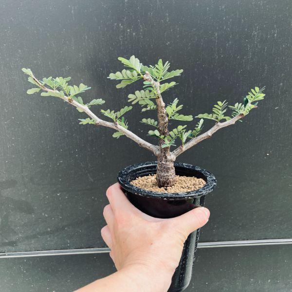 コーデックス：センナ メリディオナリス 実生*葉幅25cm 現品！一品