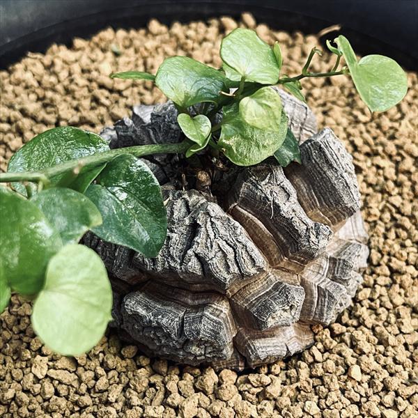 コーデックス:アフリカ亀甲竜*塊根幅6.5cm 現品!一品限り コーデックス:アフリカ亀甲竜*塊根幅6.5cm 現品!一品限り