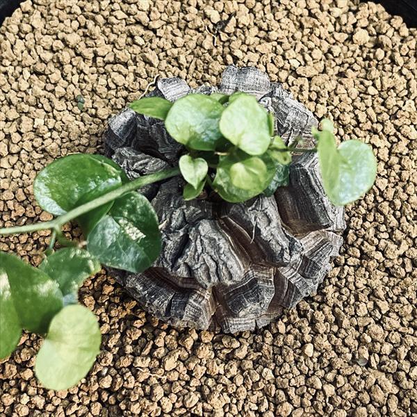 コーデックス:アフリカ亀甲竜*塊根幅6.5cm 現品!一品限り コーデックス:アフリカ亀甲竜*塊根幅6.5cm 現品!一品限り
