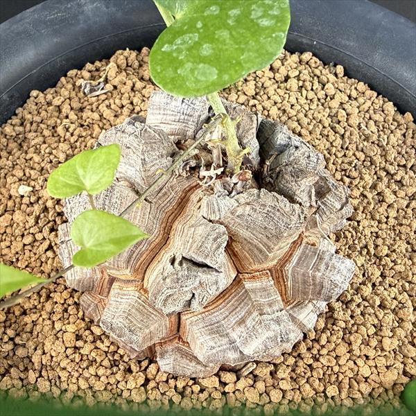 アフリカ亀甲竜 アフリカ亀甲竜 Dioscorea elephantipes