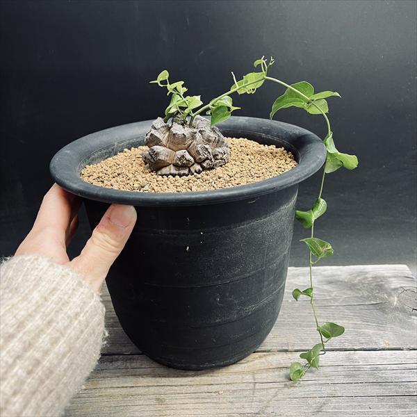 コーデックス:アフリカ亀甲竜*塊根幅6.5cm 現品!一品限り コーデックス:アフリカ亀甲竜*塊根幅6.5cm 現品!一品限り