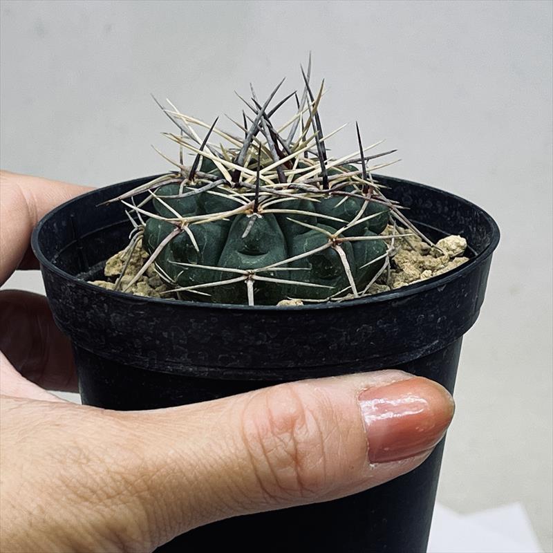 サボテン：ギムノカリキウム ビカラー 実生*幅4cm : 遊恵盆栽 Yahoo