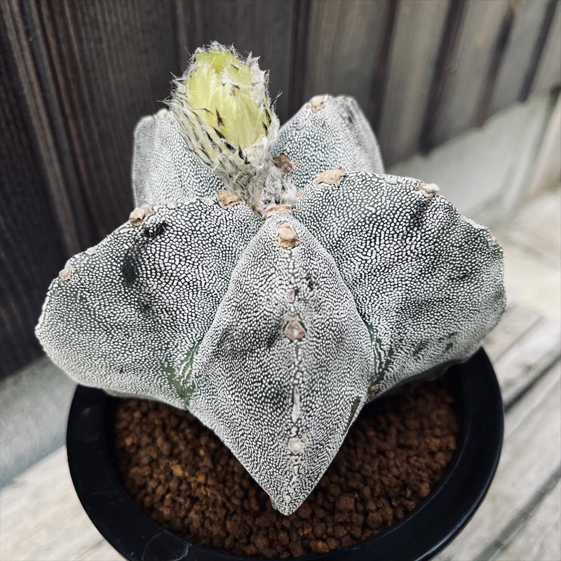 サボテン：鸞鳳玉（らんぽうぎょく）*幅12cm 現品！一品限り : 遊恵