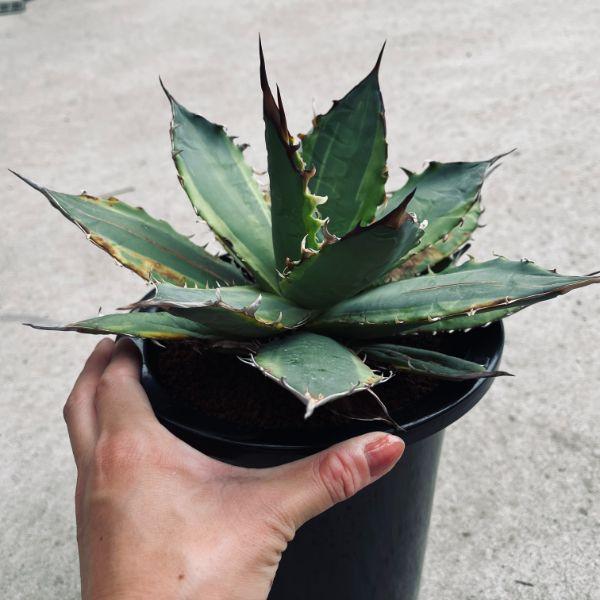 多肉植物：アガベ チタノタ錦 黄覆輪*幅26cm 現品！一品限り ※葉に  