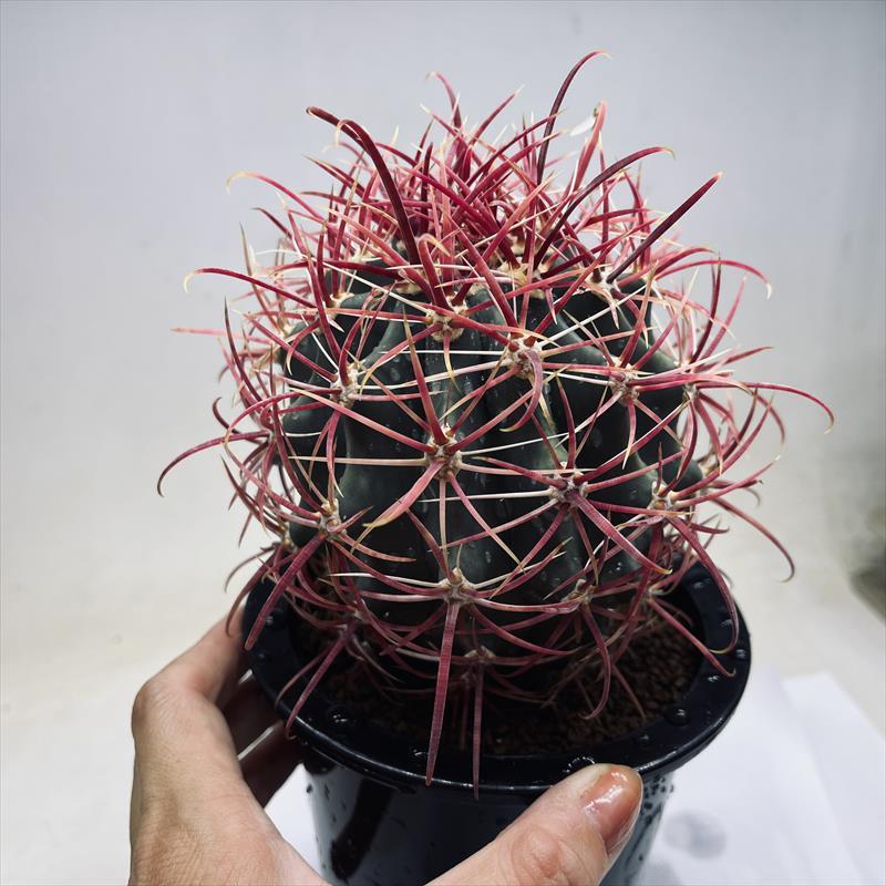 フェロカクタス　旋風玉　6号鉢 サボテン：フェロカクタス 神仙玉hyb.*幅10cm 現品！一品限り : 遊恵