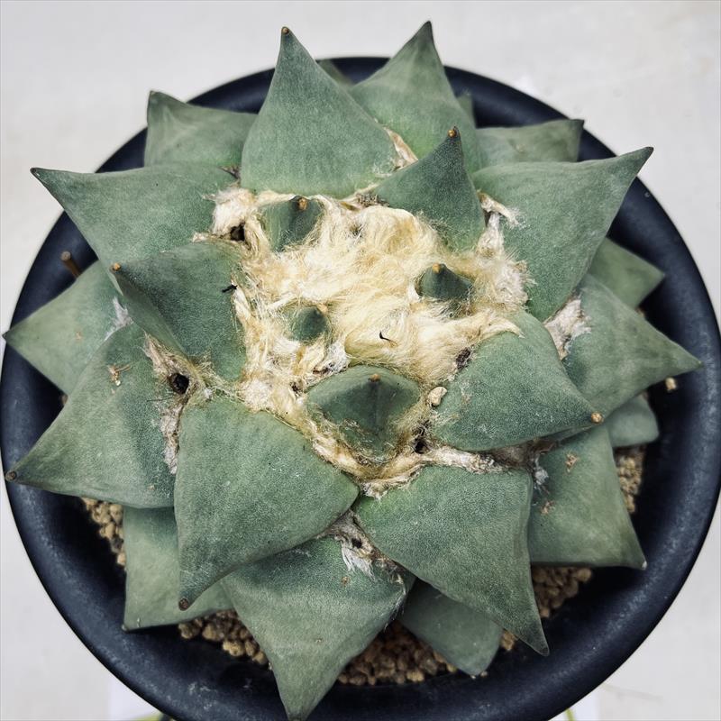 サボテン：アリオカルプス 玉牡丹 実生*幅18cm 現品！一品限り