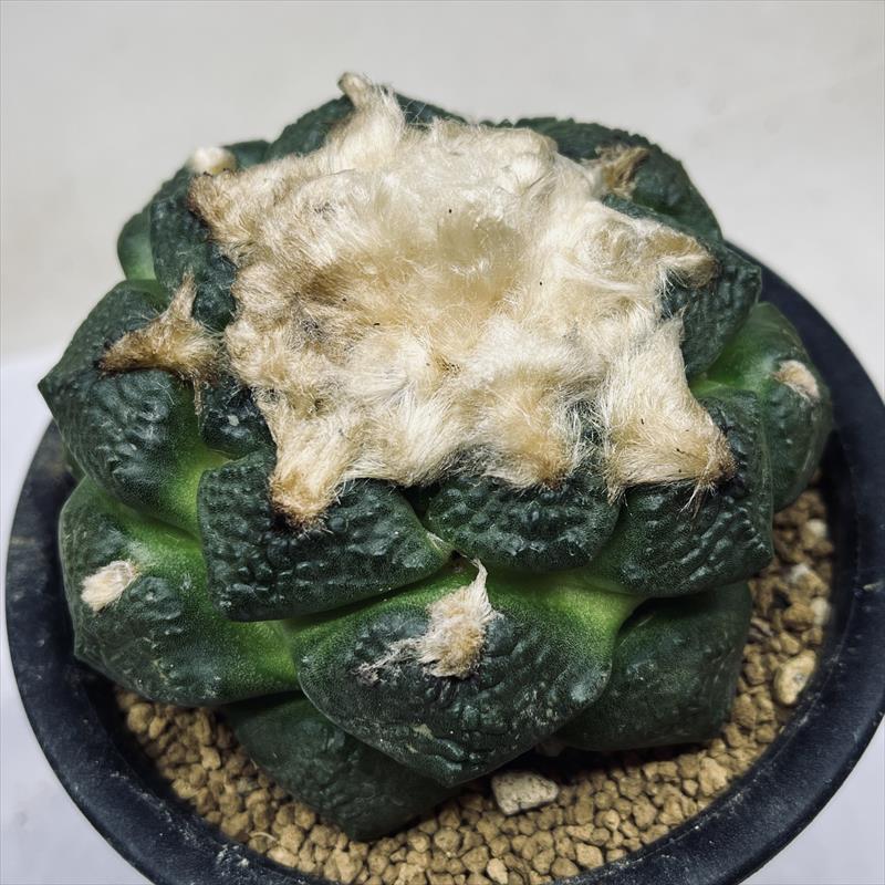 サボテン：アリオカルプス 連山*幅10.5cm 現品！一品限り : 遊恵盆栽