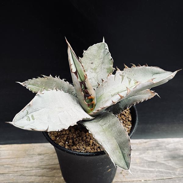 多肉植物：アガベ チタノタ*M 幅12cm : 遊恵盆栽 Yahoo!店 - 通販