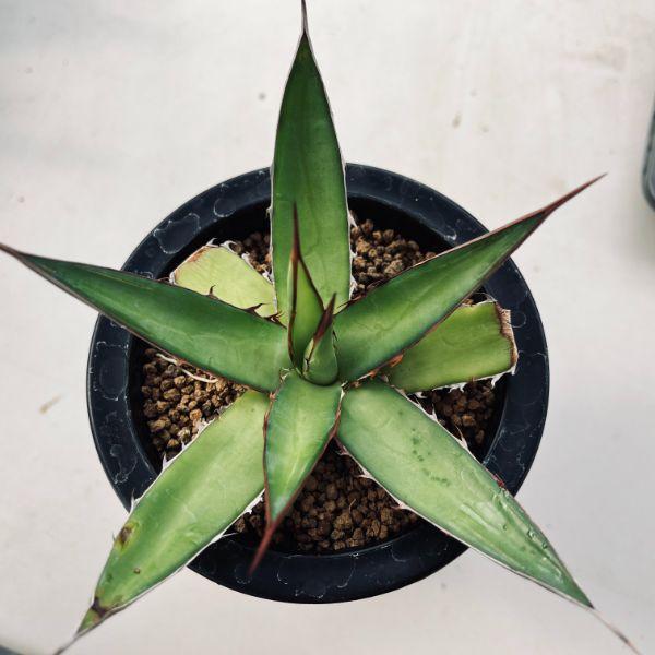 アガベ ホリダ 大株 ペロテンシス セール アガベ ホリダ 大株 ペロテンシス セール