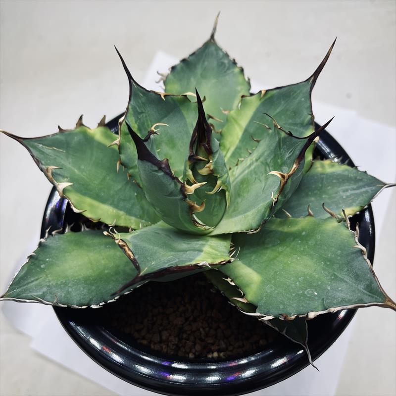 多肉植物:アガベ チタノタ錦 黄覆輪*幅16cm 現品!一品限り 多肉植物:アガベ チタノタ錦 黄覆輪*幅16cm 現品!一品限り