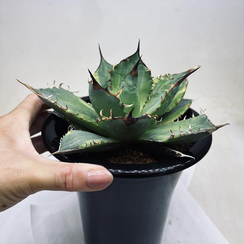 多肉植物:アガベ チタノタ錦 黄覆輪*幅16cm 現品!一品限り 多肉植物:アガベ チタノタ錦 黄覆輪*幅16cm 現品!一品限り