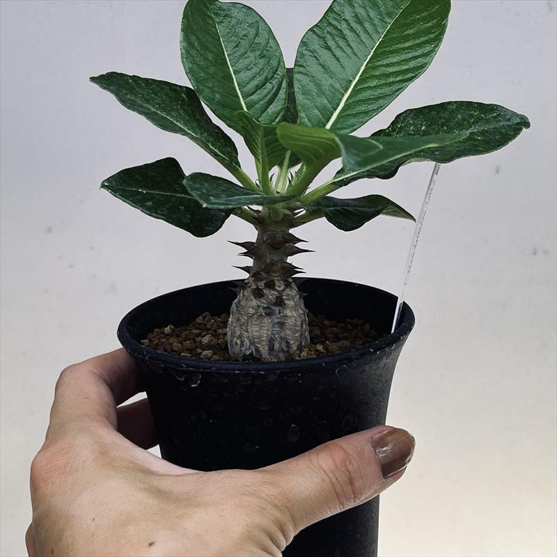 コーデックス：パキポディウム ウィンゾリー 実生*葉幅13cm 現品