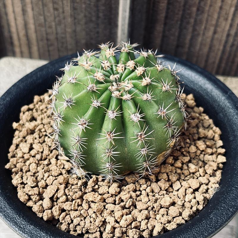 花サボテン 30-サボテン 花サボテン錦 w5cm H12cm 仔が外れる場合