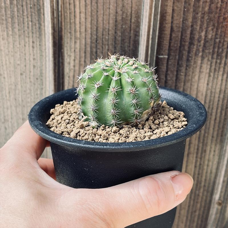 花サボテン*M 幅4.5cm : 遊恵盆栽 Yahoo!店 - 通販 - Yahoo