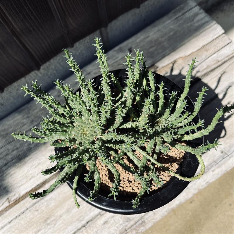 多肉植物：ユーフォルビア フラナガニー 孔雀丸 ダブルヘッド