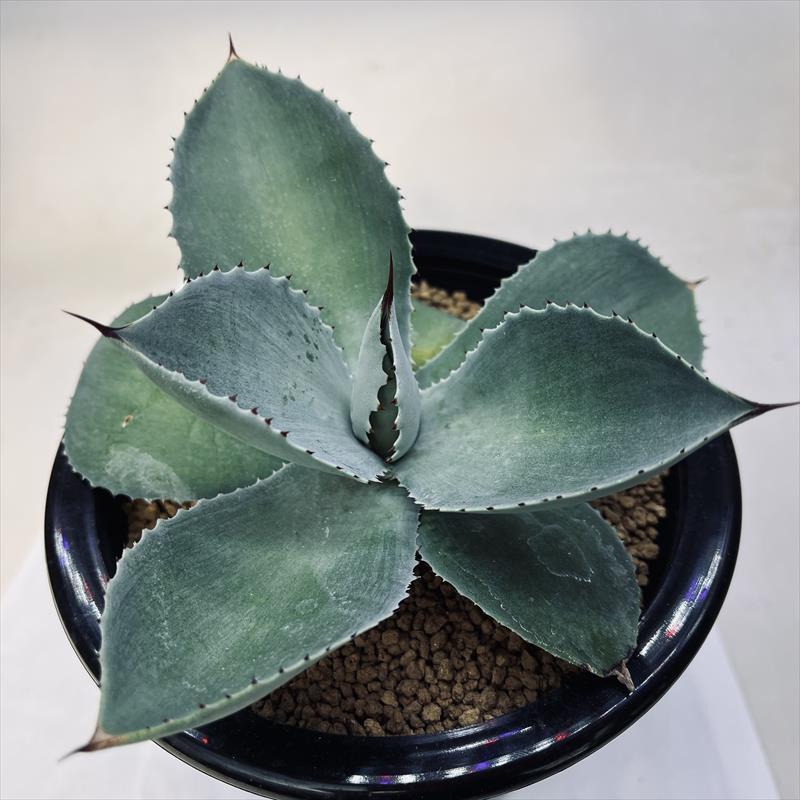 多肉植物：アガベ ピグマエア ドラゴントゥース*幅16cm 現品！一品