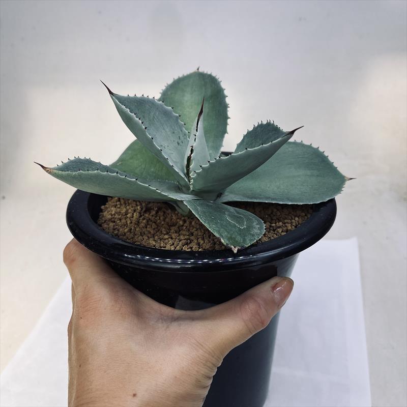 多肉植物：アガベ ピグマエア ドラゴントゥース*幅16cm 現品！一品