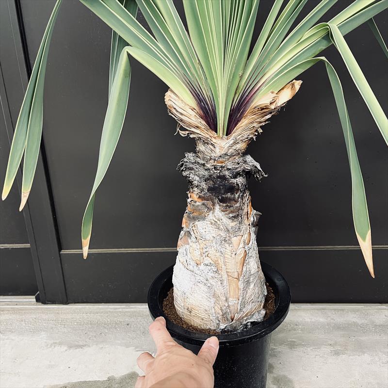 コーデックス：ブーファン ディスティカ*塊幅12cm 現品！一品