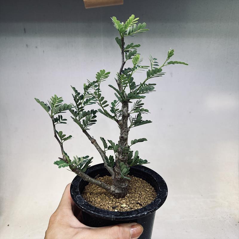 コーデックス：センナ メリディオナリス*葉幅15cm 現品！一品限り