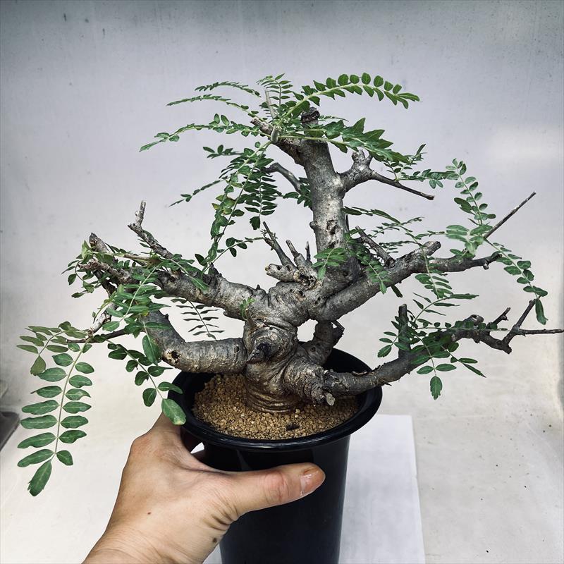 コーデックス：ボスウェリア　ネグレクタ*幅25ｃｍ　現品 一品限り｜y-bonsai｜03