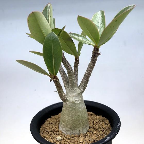 コーデックス アデニウム アラビカム ミニ 塊根幅2 5ｃｍ S1352 遊恵盆栽 Yahoo 店 通販 Yahoo ショッピング
