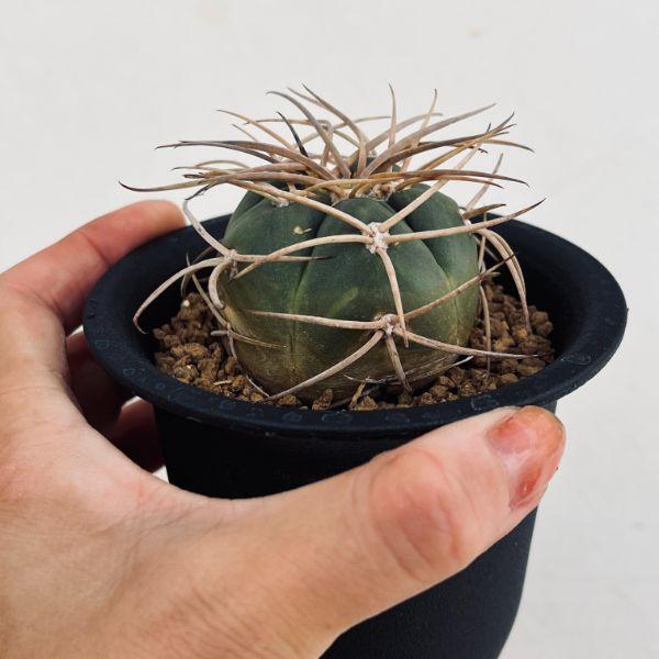 サボテン：ギムノカリキウム 光琳玉*M 幅4.5cm : 遊恵盆栽 Yahoo!店