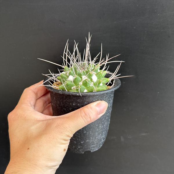 サボテン：マミラリア 金剛丸 実生*幅6cm : 遊恵盆栽 Yahoo!店