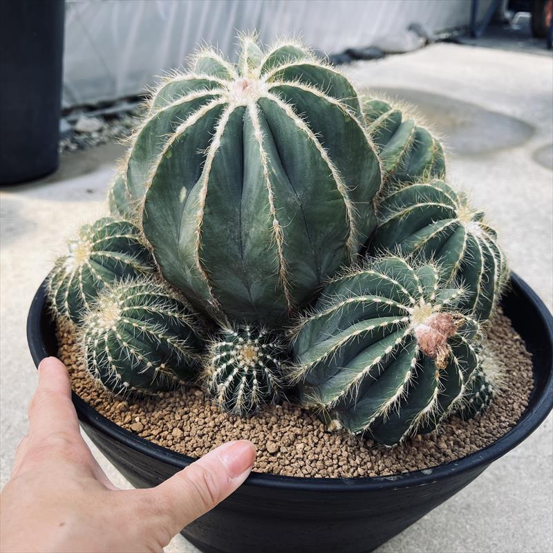 サボテン：エリオカクタス 英冠丸*幅28cm 現品！一品限り : 遊恵盆栽