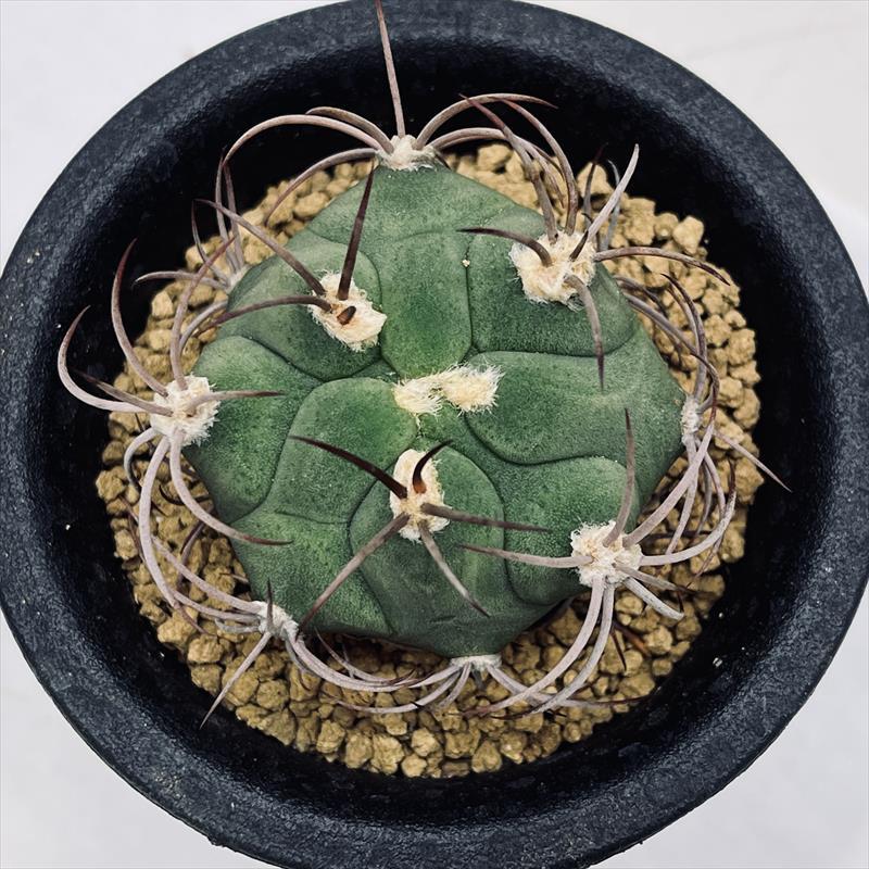 サボテン：ギムノカリキウム 新天地*S 幅3.5cm : 遊恵盆栽 Yahoo