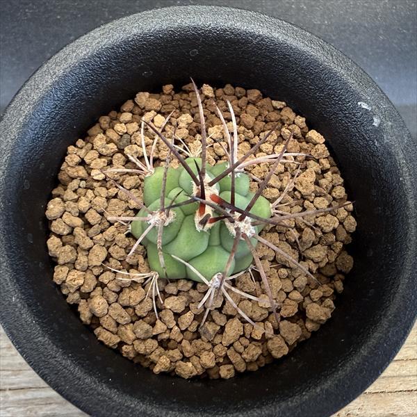 サボテン：ギムノカリキウム 新天地 実生*S 幅2.5cm : 遊恵盆栽 Yahoo