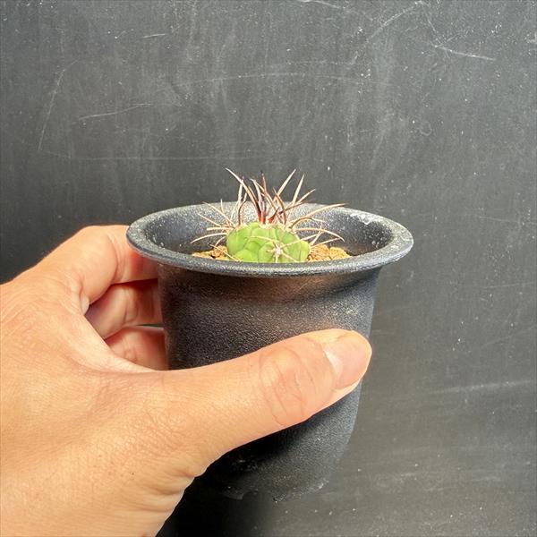 サボテン：ギムノカリキウム 新天地 実生*S 幅2.5cm : 遊恵盆栽 Yahoo