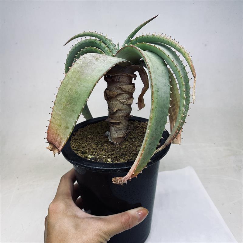 多肉植物:アロエ スプラフォリアータ 幹立ち*幅18cm : 遊恵 多肉植物:アロエ スプラフォリアータ 幹立ち*幅18cm : 遊恵