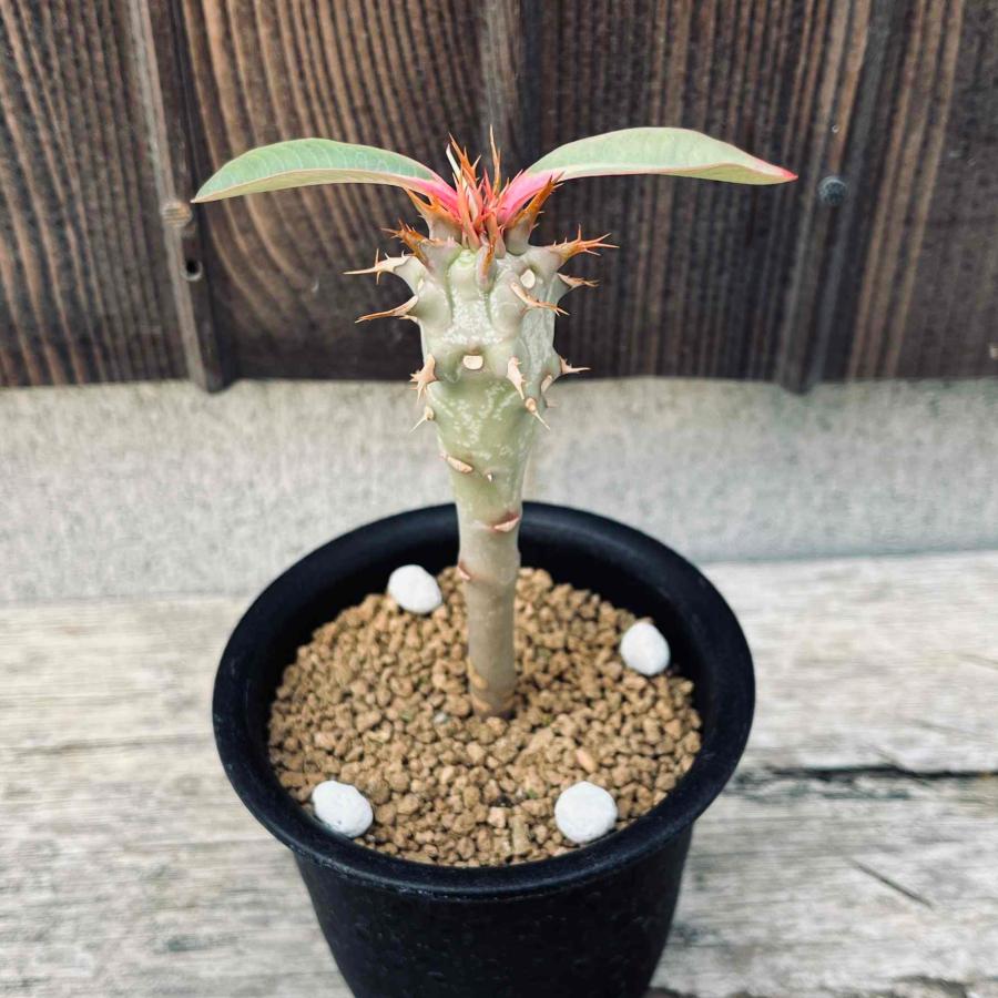 ☆特価☆多肉植物：ユーフォルビア　ビグエリー　噴火竜*S　葉幅9ｃｍ（Yahoo!・遊恵盆栽　Yahoo!店）