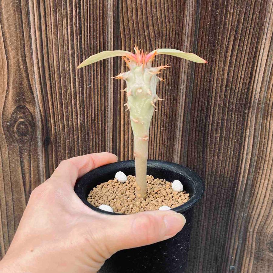 ☆特価☆多肉植物：ユーフォルビア ビグエリー 噴火竜*S 葉幅9cm
