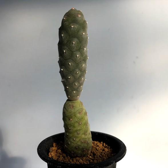 レア）テフロカクタス　いろいろ　１５種類　１０粒ずつセット レア）テフロカクタス いろいろ 15種類 10粒ずつセット