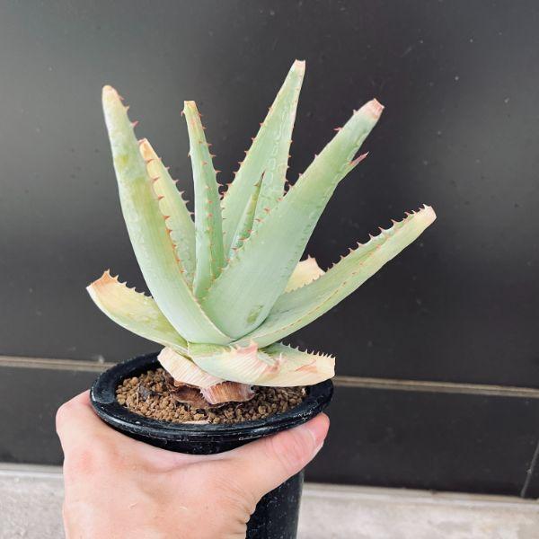 多肉植物：アロエ グラウカ*幅15cm : 遊恵盆栽 Yahoo!店 - 通販 