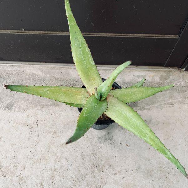 多肉植物：アロエ フェロックス*幅30cm : 遊恵盆栽 Yahoo!店 - 通販