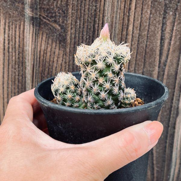 サボテン：エスコバリア ミニマ*幅6cm 現品！一品限り : 遊恵盆栽