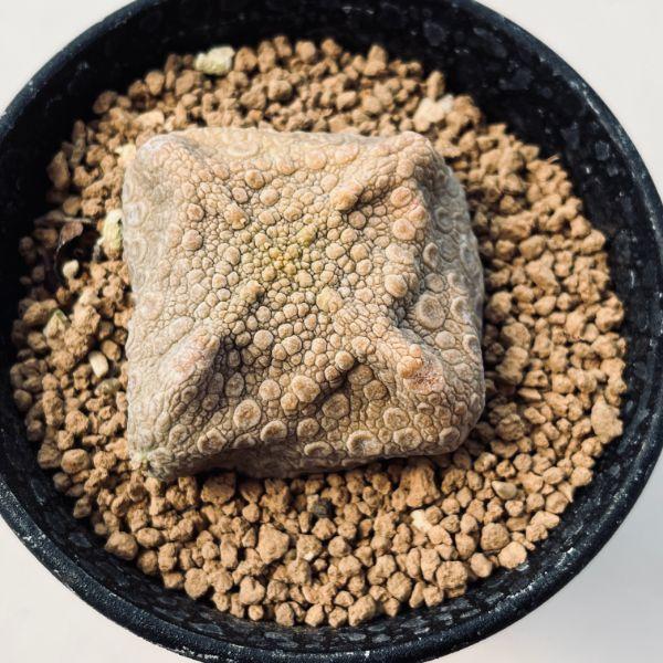 多肉植物：プセウドリトス クビフォルミス*幅5cm 現品！一品限り